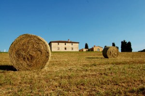 tuscan haystacks