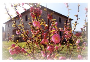 Photo spring in a Tuscan villa for rent