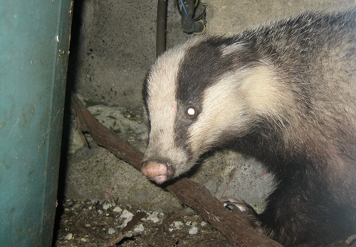 A badger in tuscan Farmhouse