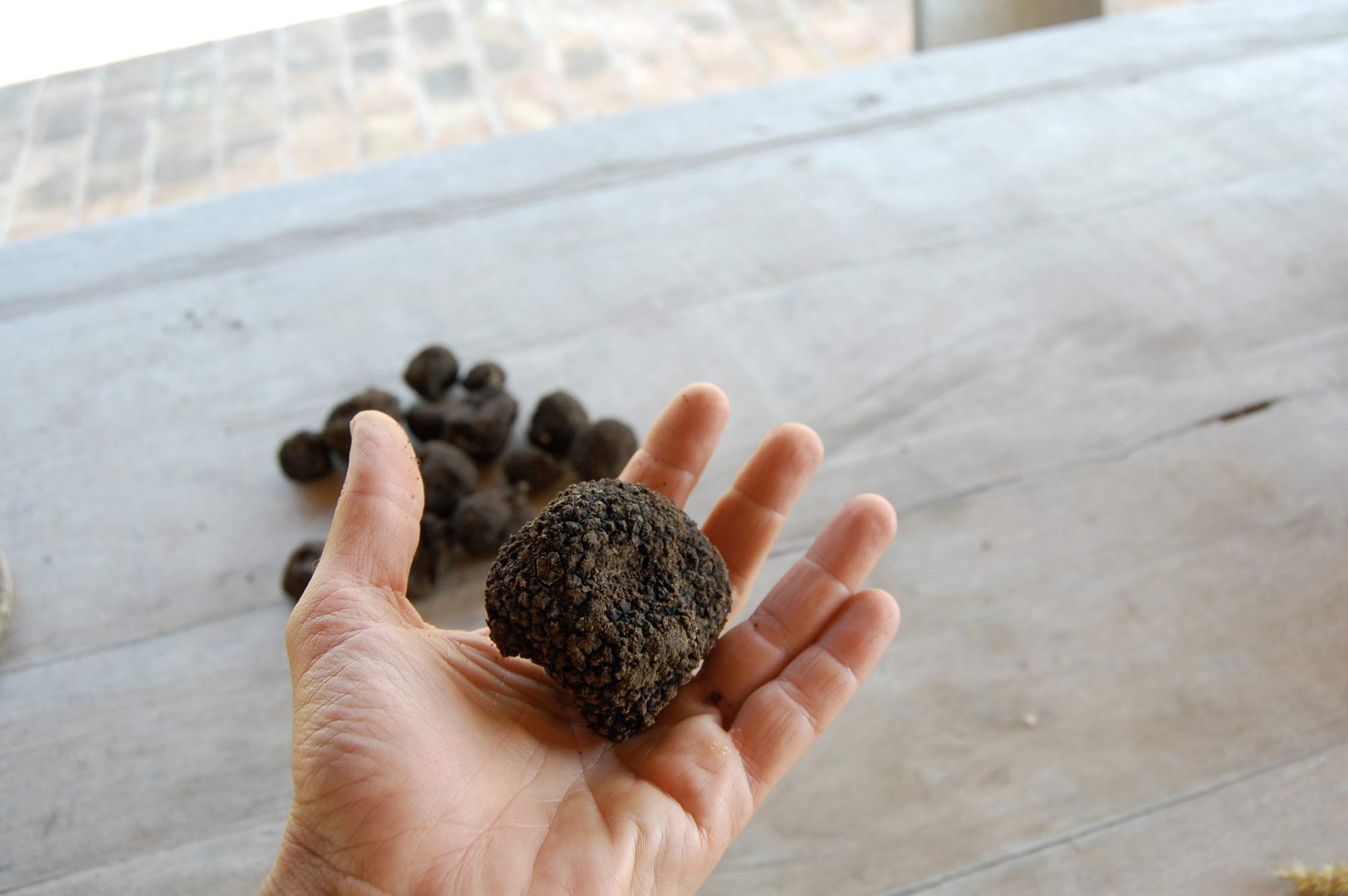 Black truffle in tuscany